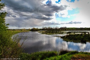 The wetlands